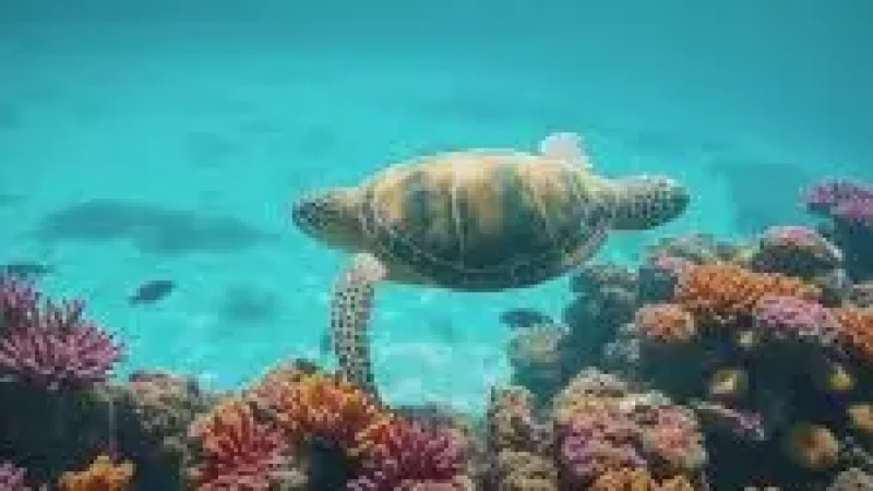 Turtle Snorkeling Spot – A shallow(2)
