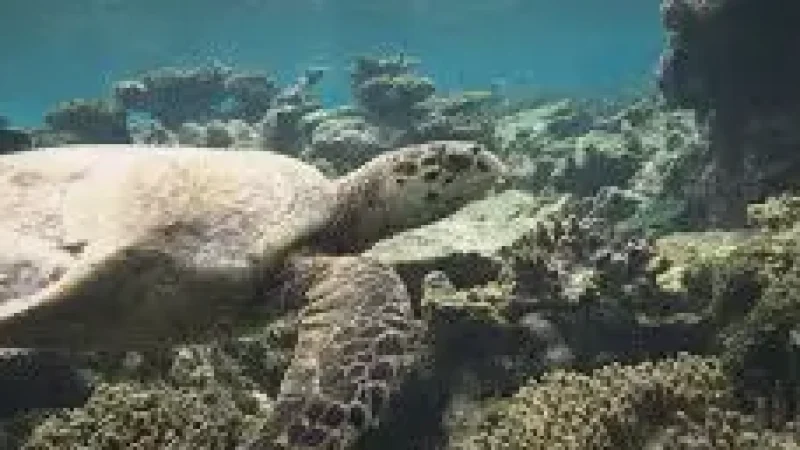 Turtle Snorkeling Spot – A(6)