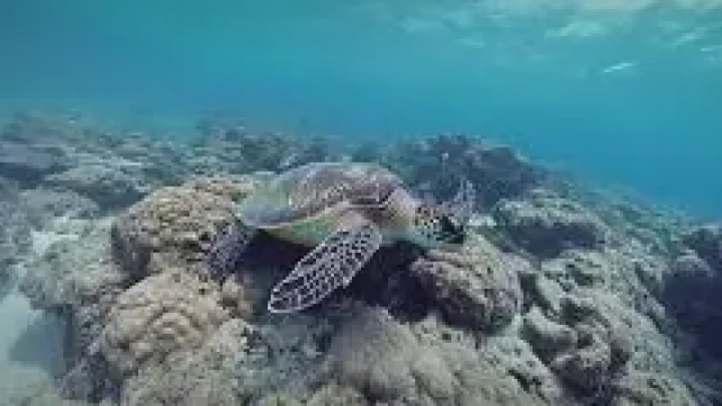 Turtle Snorkeling Spot – Shallow reef area with(5)