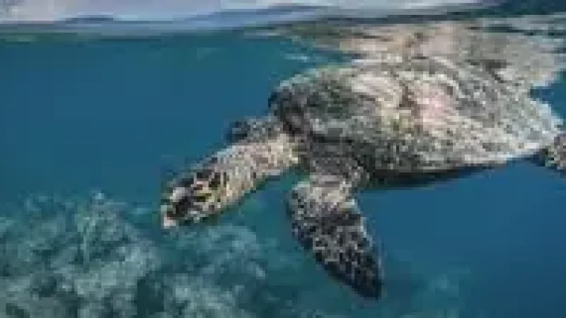 Turtle Snorkeling Spot –(4)