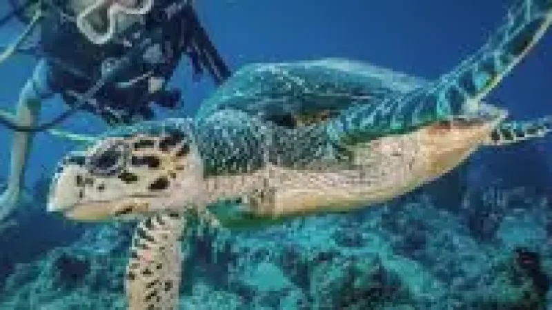 Turtle Snorkeling Spot(1)