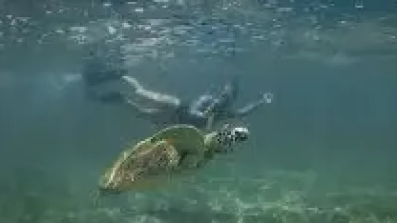 Turtle Snorkeling Spot(2)