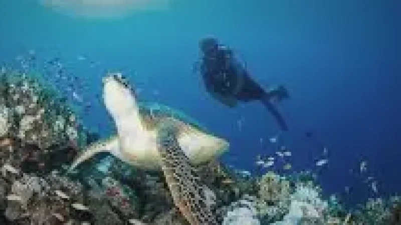 Turtle Snorkeling Zone – A shallow reef area(3)