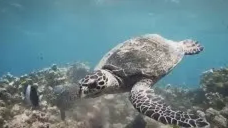 Turtle Snorkeling Zone – A shallow reef for turtle(3)