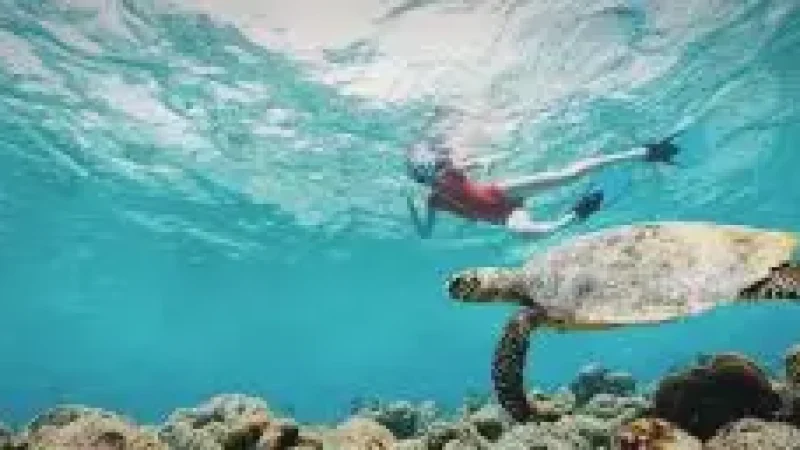 Turtle Snorkeling Zone – A shallow reef ideal for turtle(6)
