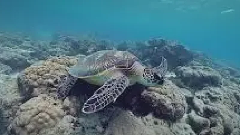 Turtle Snorkeling Zone – A shallow reef ideal(2)