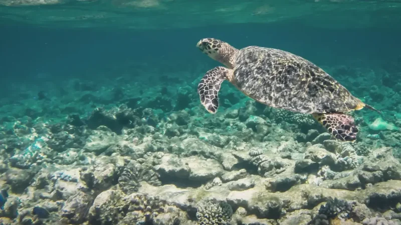 Turtle Snorkeling Zone – A shallow reef with turtles(4)