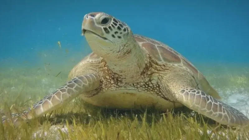 Turtle Snorkeling Zone – Shallow areas with turtles(4)