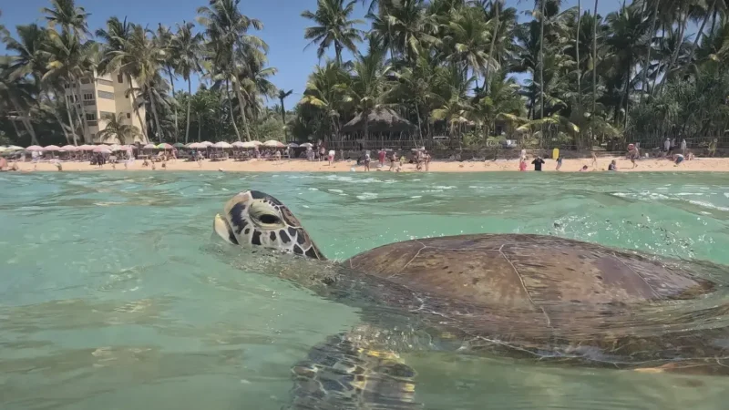 Turtle Snorkeling Zone – Shallow turtle area(6)