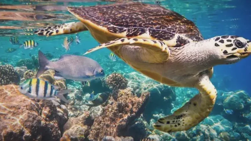 Turtle Snorkeling Zone – Turtles area(6)