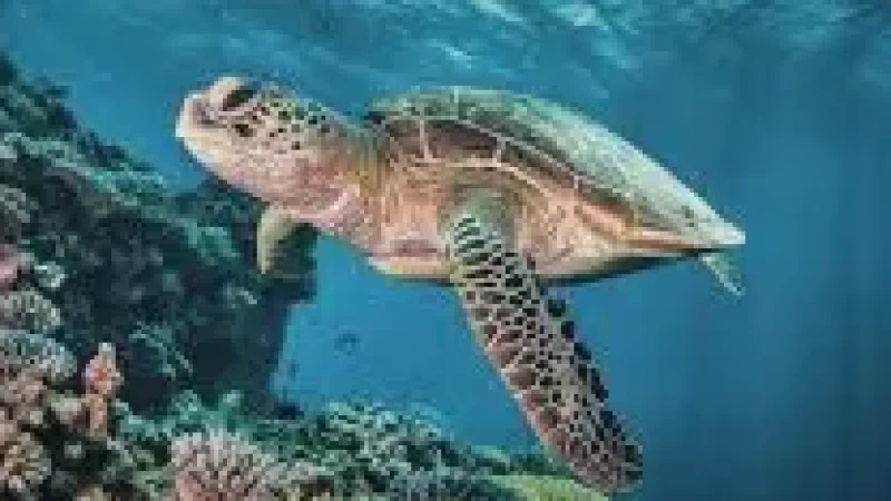 Turtle Snorkeling Zone(2)