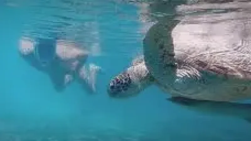 Turtle Snorkeling Zone(2)