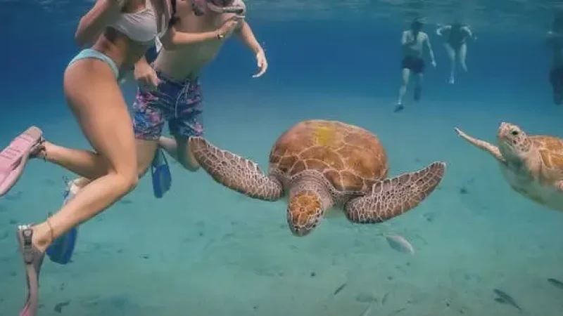 Turtle Snorkeling Zone(3)