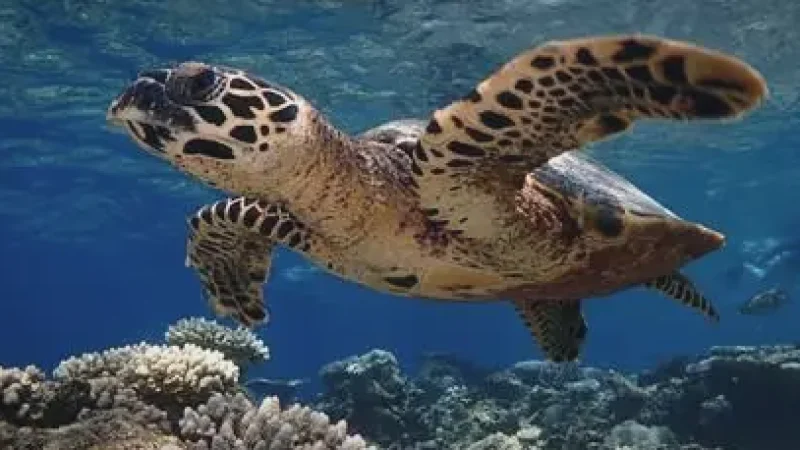 Turtle Spot – A popular area for seeing turtles(3)
