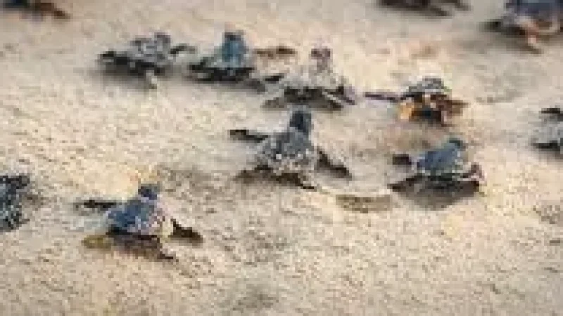Turtle Spot –(3)