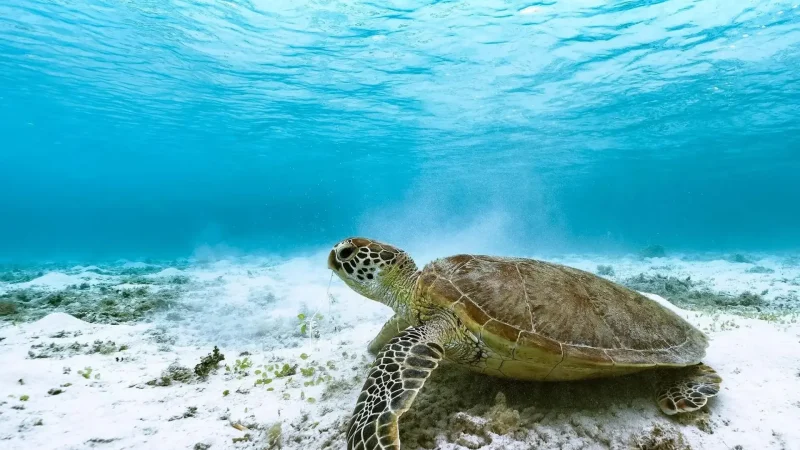 Turtle_Snorkeling_Spot_–_Shallow_reef_area_with_turtles__01