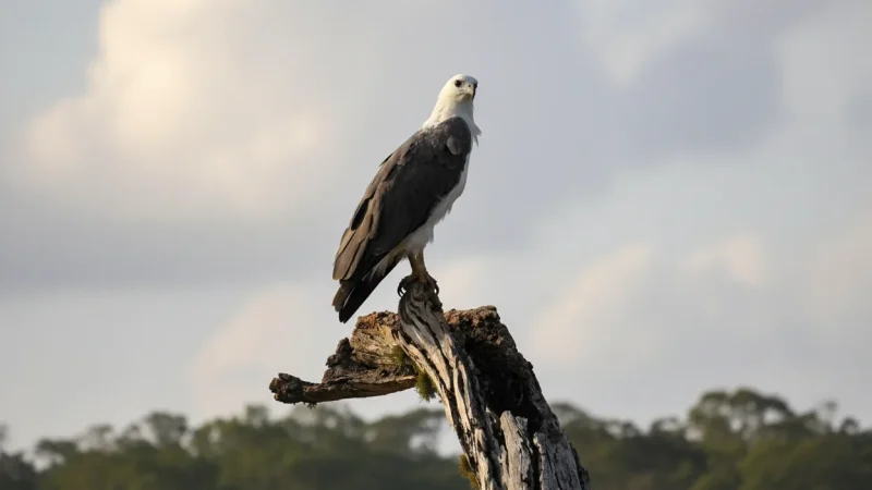 Tyagarah Nature Reserve – Wetlands & wildlife(1)