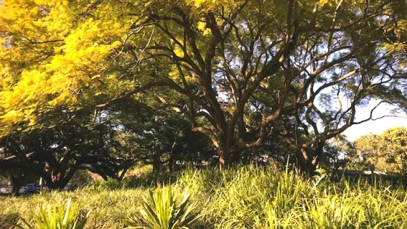 Ume River Walks – Riverside paths(5)
