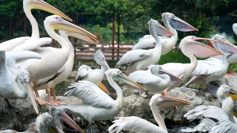 Umgeni_River_Bird_Park_тАУ_Bird_sanctuary_02