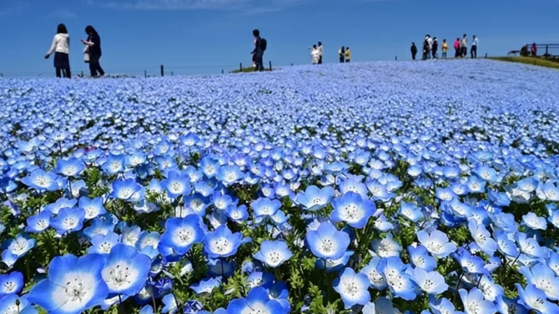 Uminonakamichi Seaside Park(2)