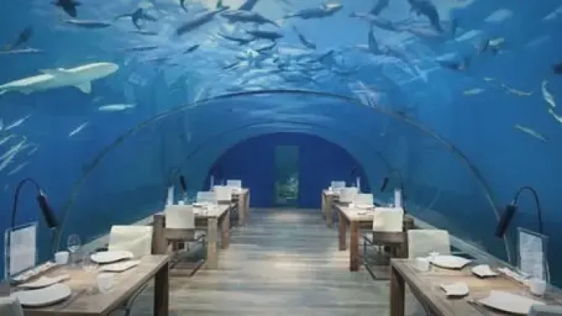 Underwater Dining Area – Unique ocean-view dining(4)