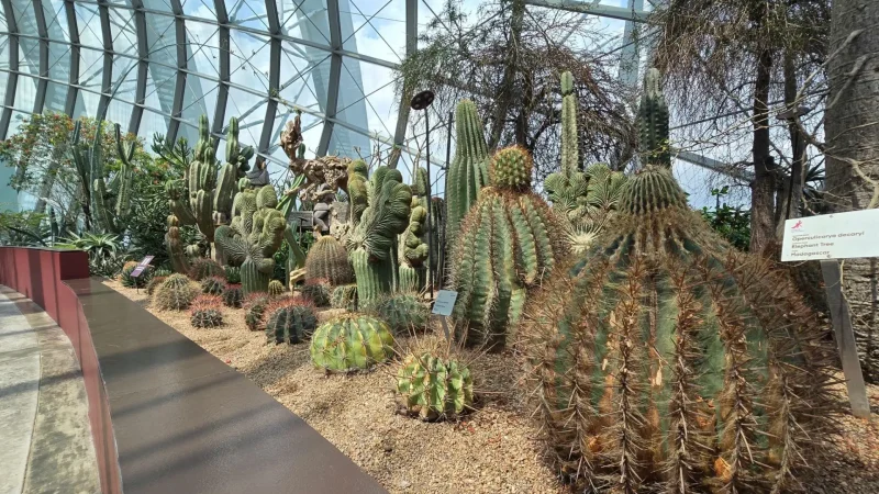 Utrecht_Botanic_Park_(Cactus_House)_01