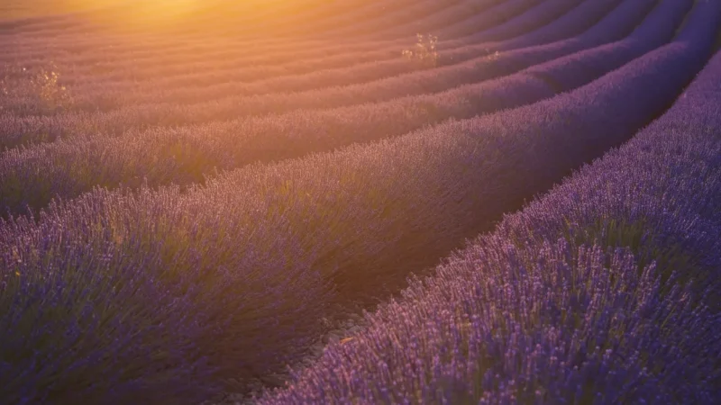 Valensole Plateau – Famous lavender fields(3)