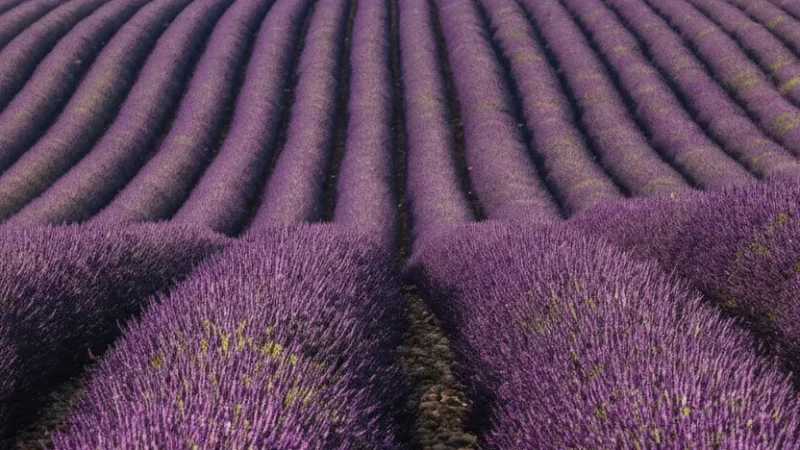 Valensole Plateau – Lavender Fields (Summer)(4)