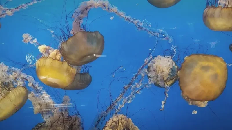 Vancouver Aquarium(2)