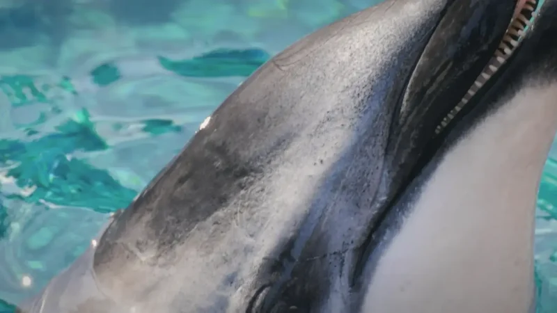 Vancouver Aquarium(3)