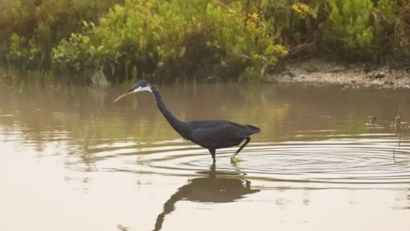 Vankalai Sanctuary 3