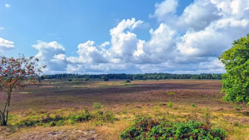 Veluwe_Nature_Center_(Natuurcentrum_Veluwe)_01