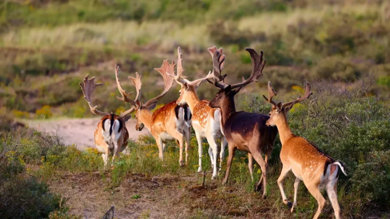Veluwe_Nature_Reserve_03