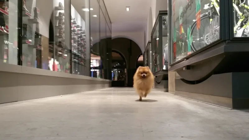 Via dei Portici (Laubengasse)(2)