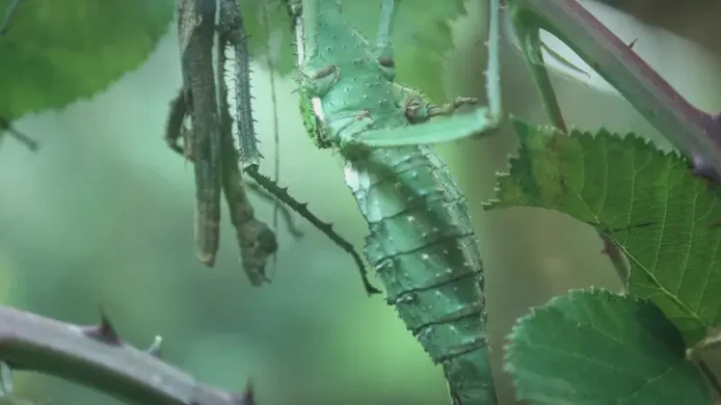 Victoria Bug Zoo – Family attraction(6)
