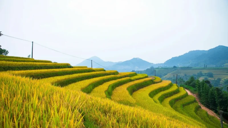 Village Rice Fields – Open countryside(3)