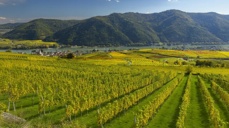 Vineyard Hills – Wine-growing landscapes(3)
