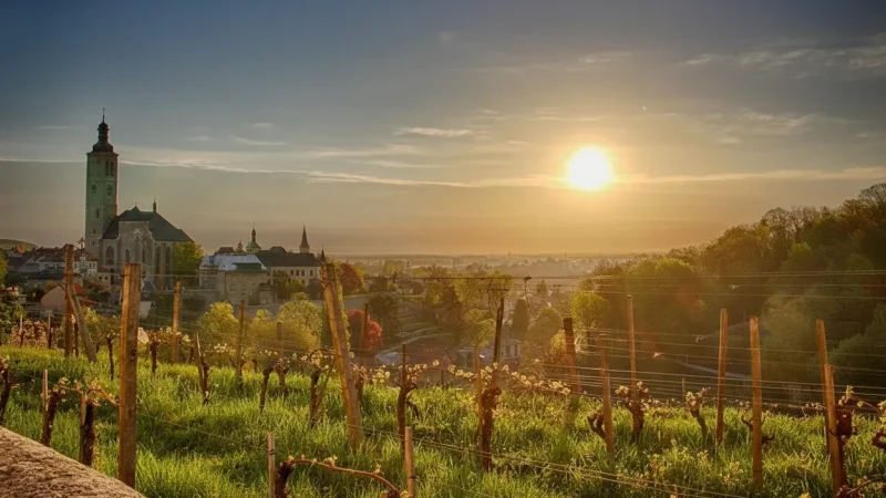 Vineyard Viewpoints – Countryside views(3)