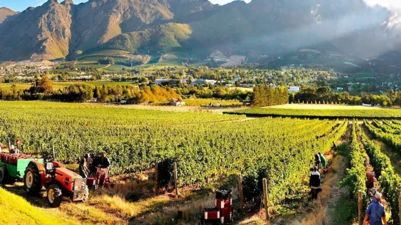 Vineyard_Walks_тАУ_Countryside_paths_03