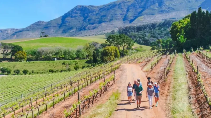 Vineyard_Walks_тАУ_Scenic_walking_routes_01