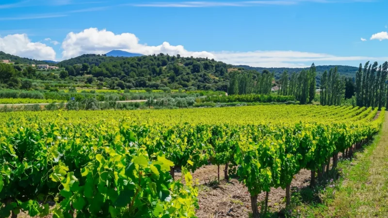 Vinsobres(2)