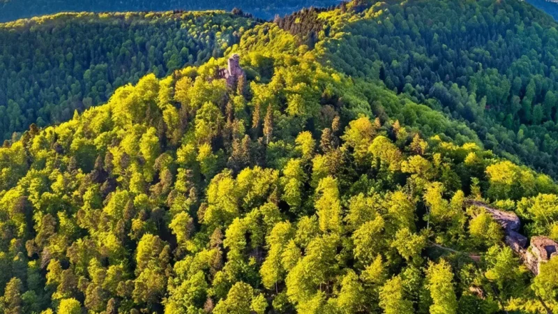 Vosges Forest Trails(1)