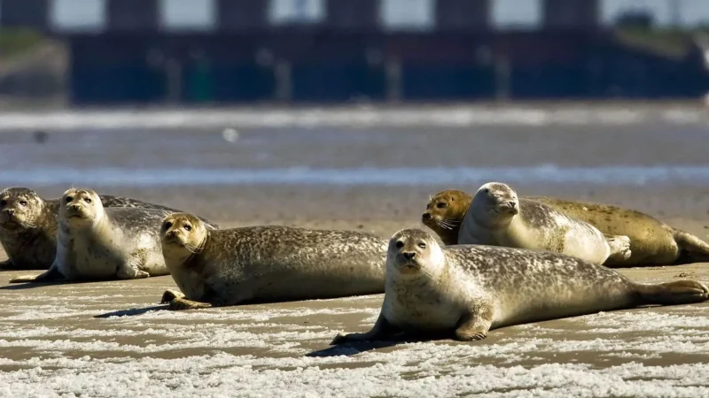 Wadden_Sea_World_Heritage_Center_01