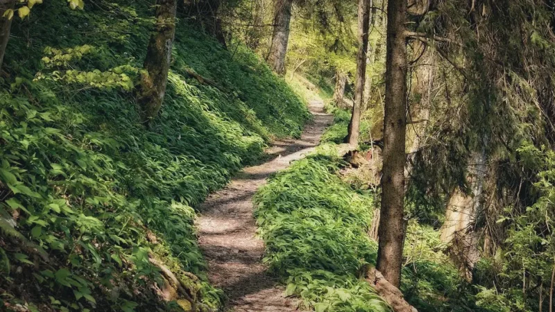 Walking Trails(2)