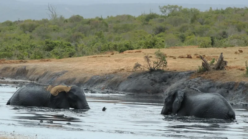 Waterholes_тАУ_Wildlife_gathering_points_01