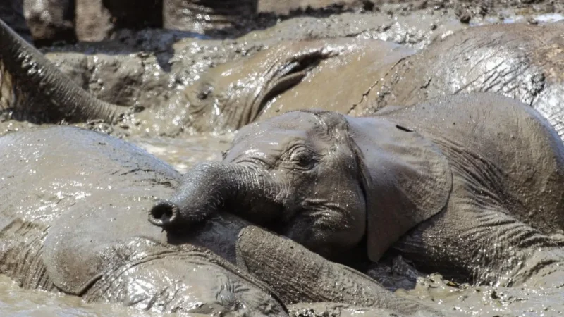 Waterholes_тАУ_Wildlife_gathering_points_01
