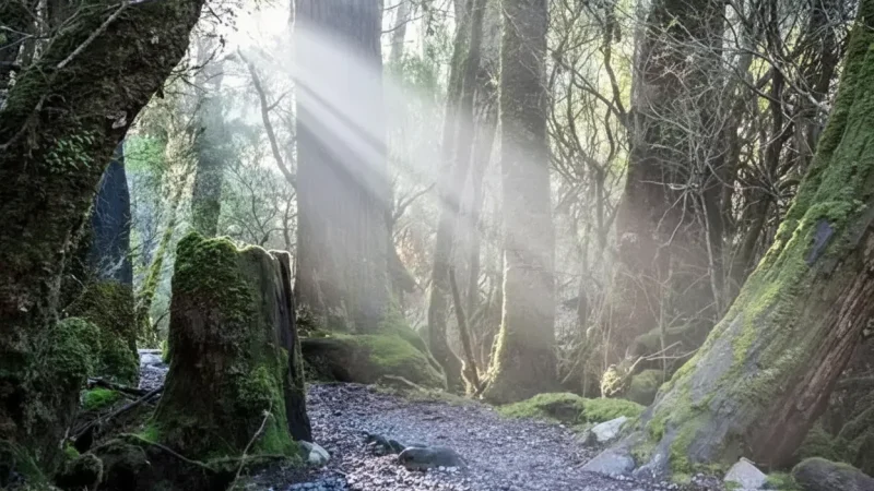 Weindorfers Forest Walk – Heritage Trail(3)