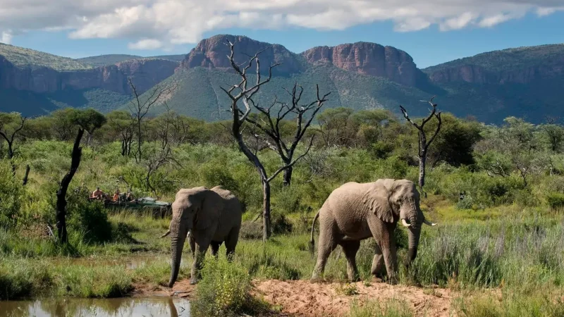 Welgevonden_Game_Reserve_тАУ_Big_Five_safari_experiences_01