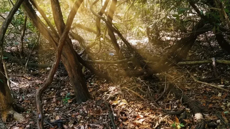 Welioya Forest Reserve 06