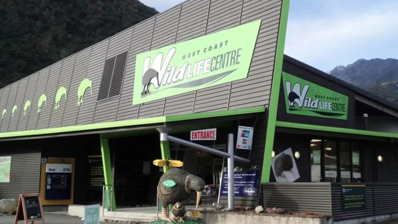 West_Coast_Wildlife_Centre_тАУ_Kiwi_conservation_04